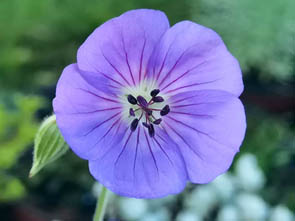 Geranium wallichianum 'Rozanne'